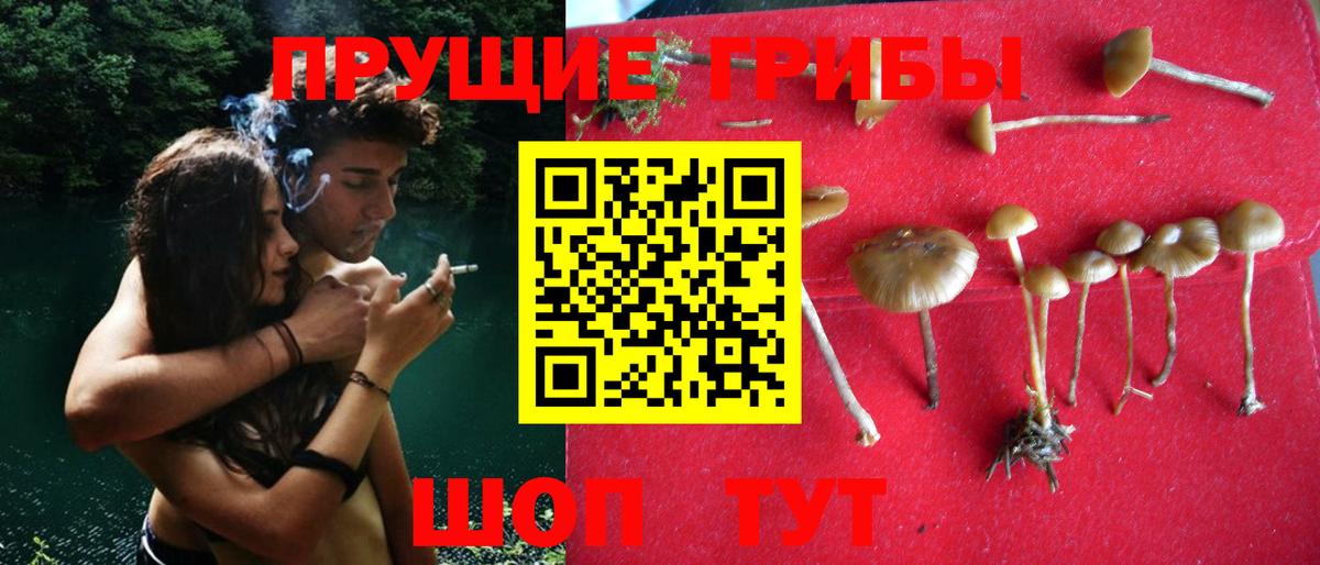 Псилоцибиновые грибы GOLDEN TEACHER  Галлюциногенные грибы GOLDEN TEACHER  Павловский Посад  Вход с VPN 